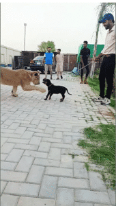 Lion and Dog: An Unbreakable Bond of Friendship