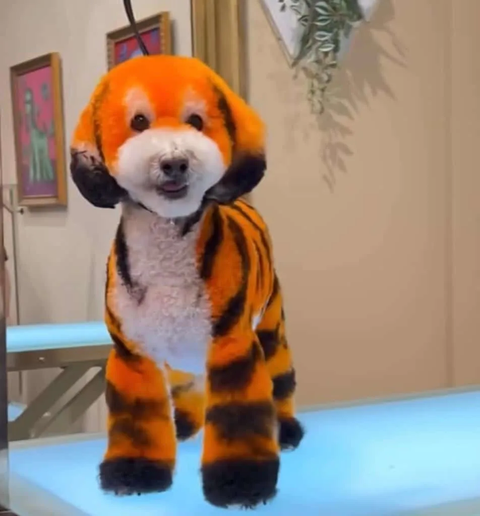 Dog Groomer Gabriel Feitosa Transforms Canines into Colorful Creatures