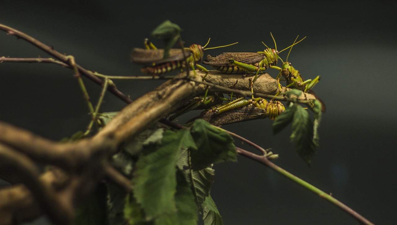 locust plague