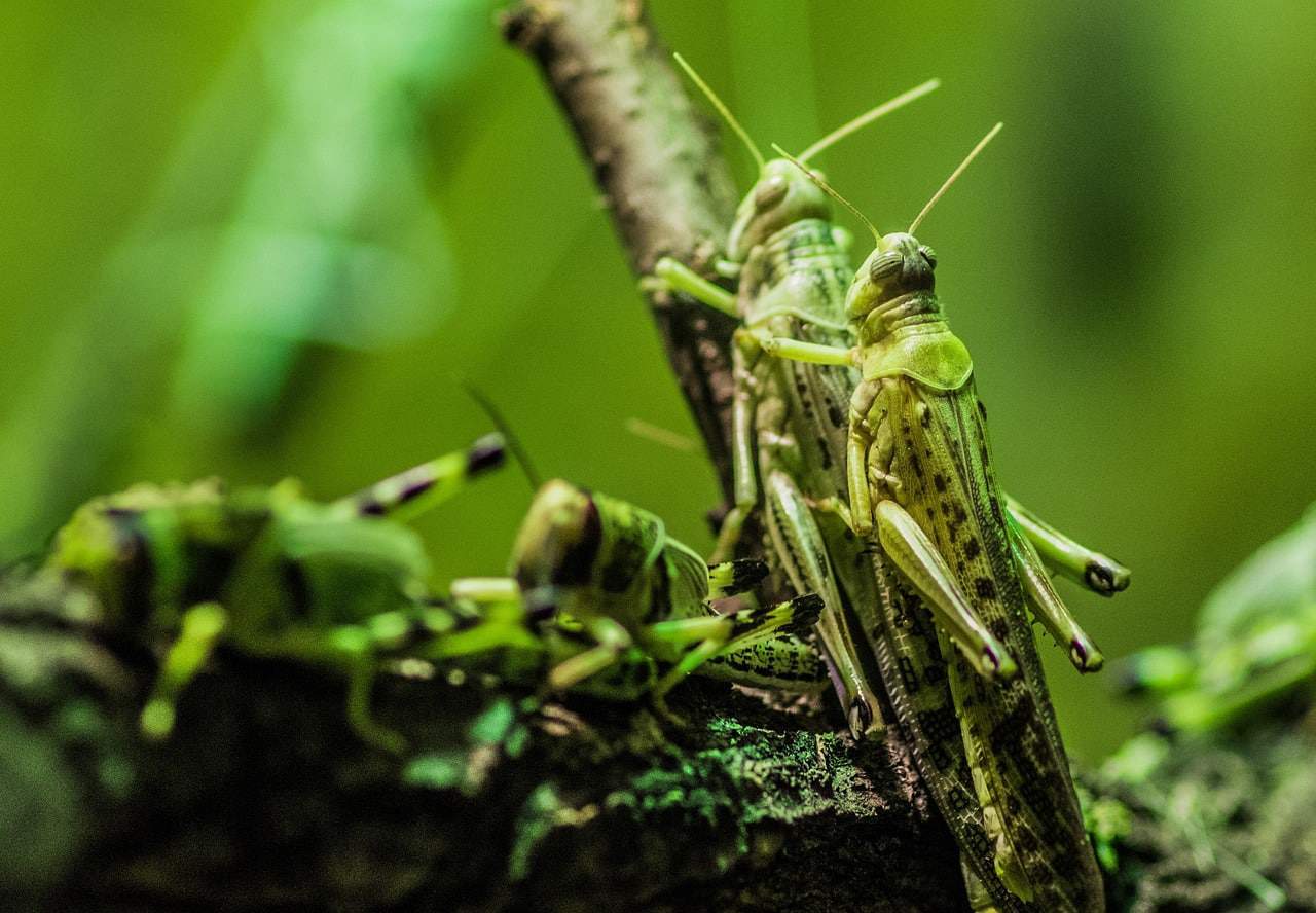the most massive swarm of insects