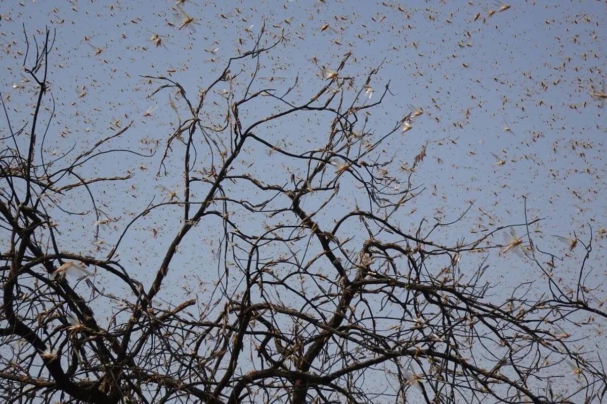 the most massive swarm of insects