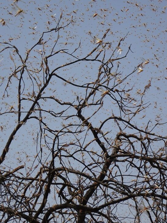 Behold the Most Massive Flock of Swarming Locusts Ever Seen