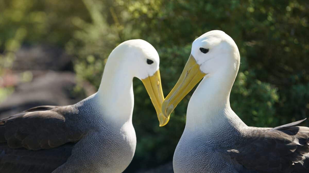 two albatrosses