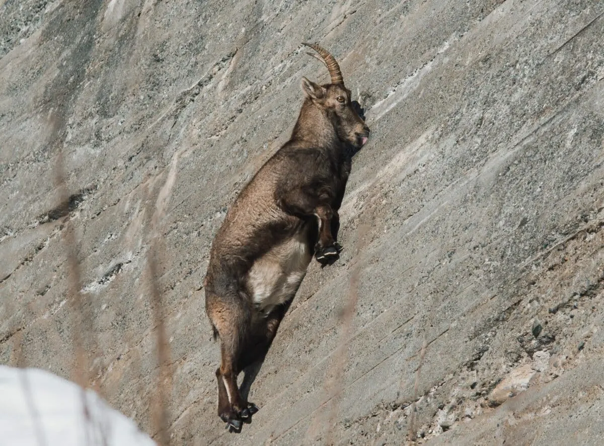 Alpine Ibex Defying Gravity
