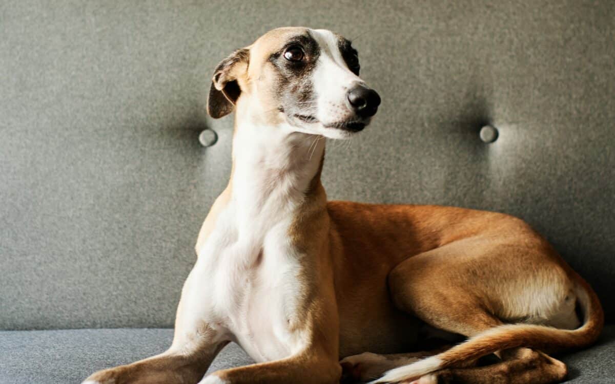 Heroic Dog Wakes Owner to Avert Deadly Bedroom Fire
