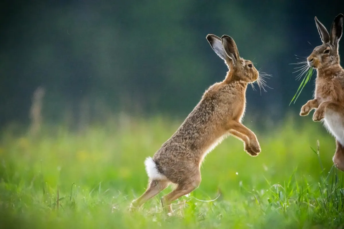 how the hare evades the lynx