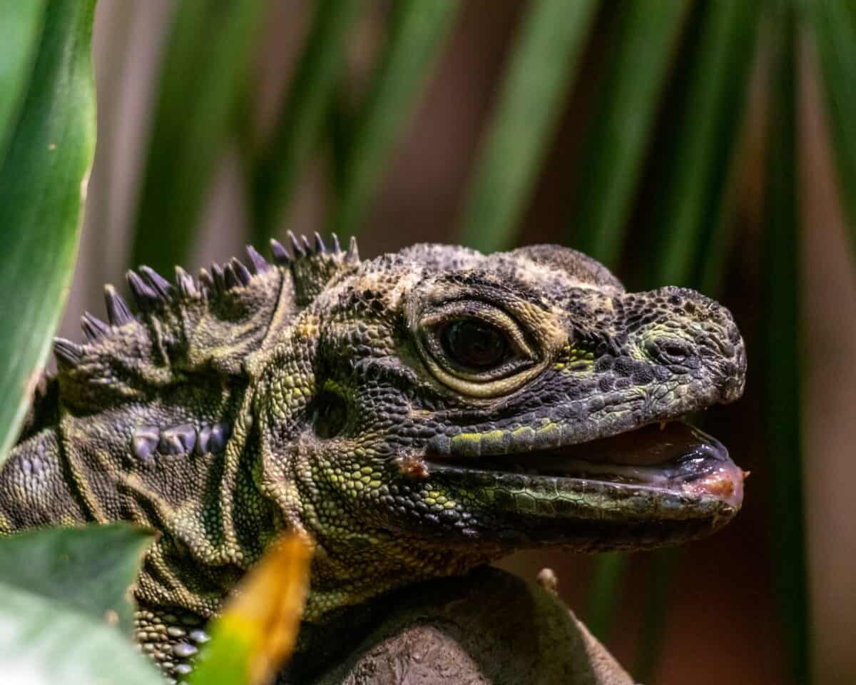 spiny-tailed iguana bite