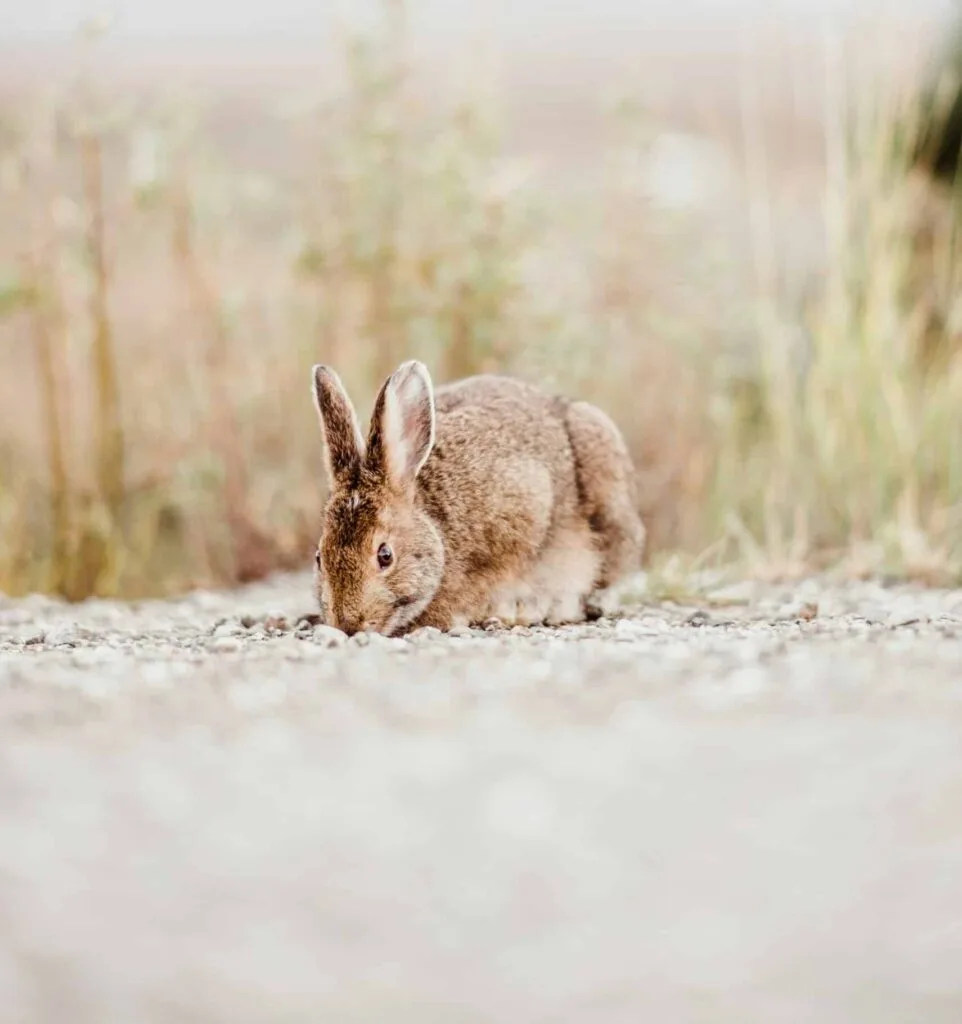 arctic hare