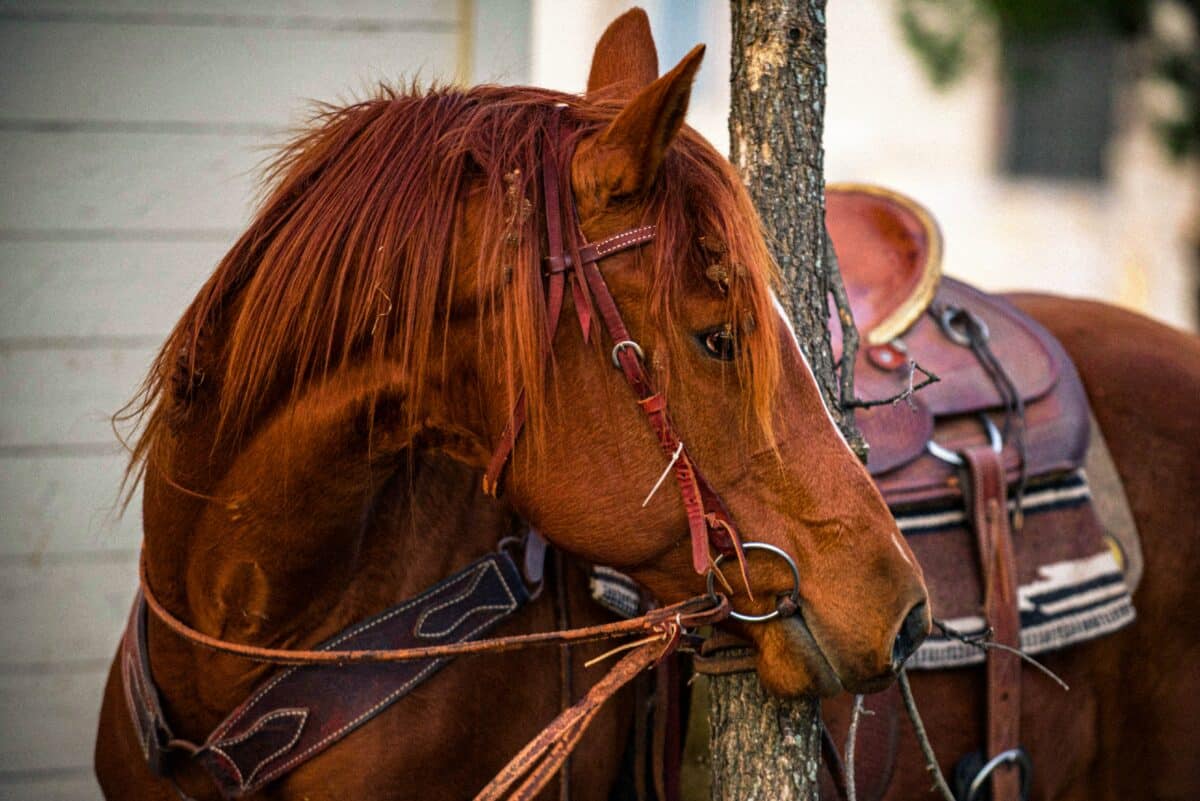 horse picture