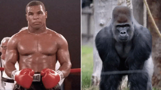 The Epic Fight Between Mike Tyson and a Gorilla
