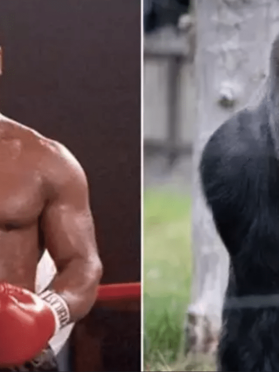 When Mike Tyson offered a zookeeper $10,000 to open the gate to fight a Gorilla