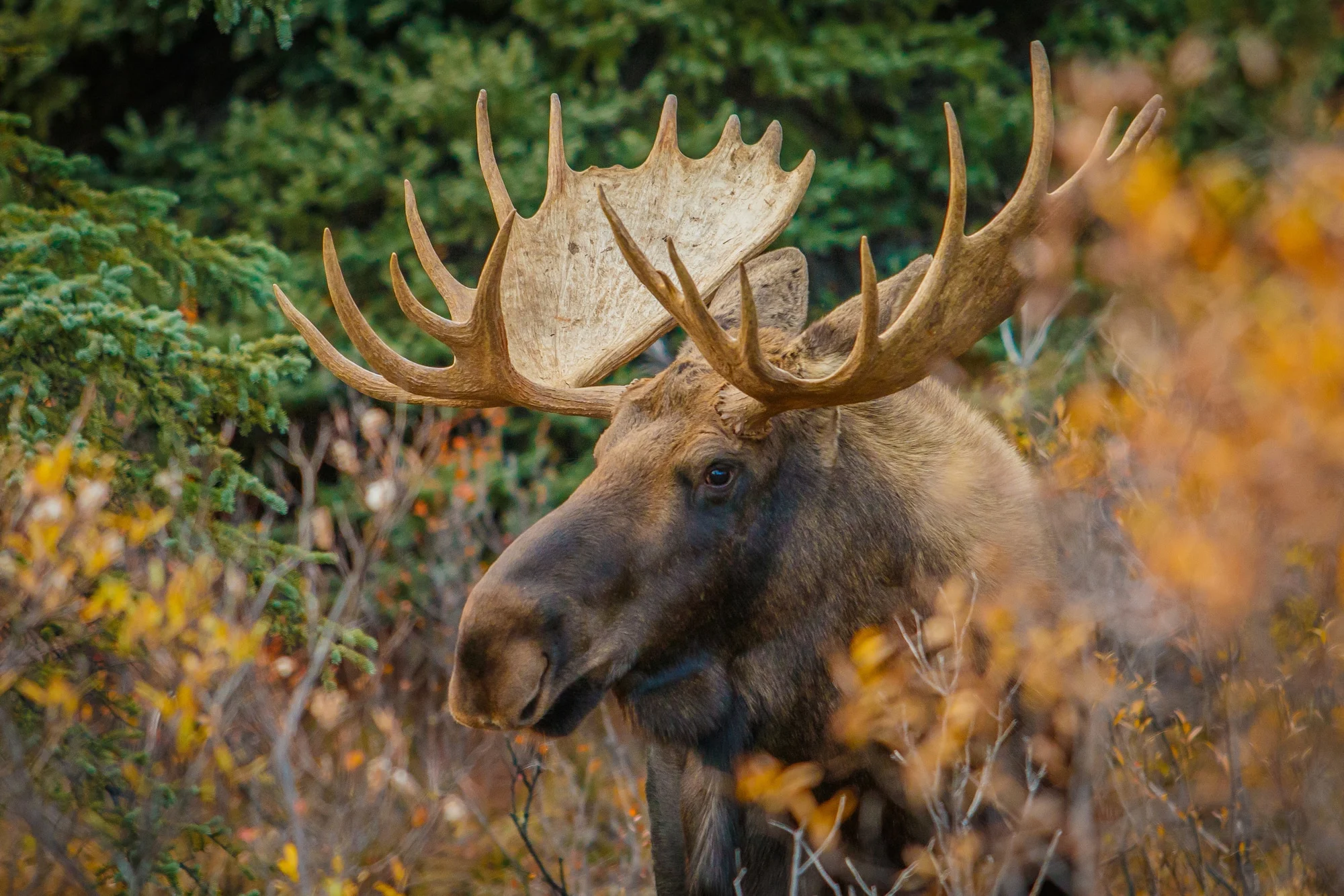 moose