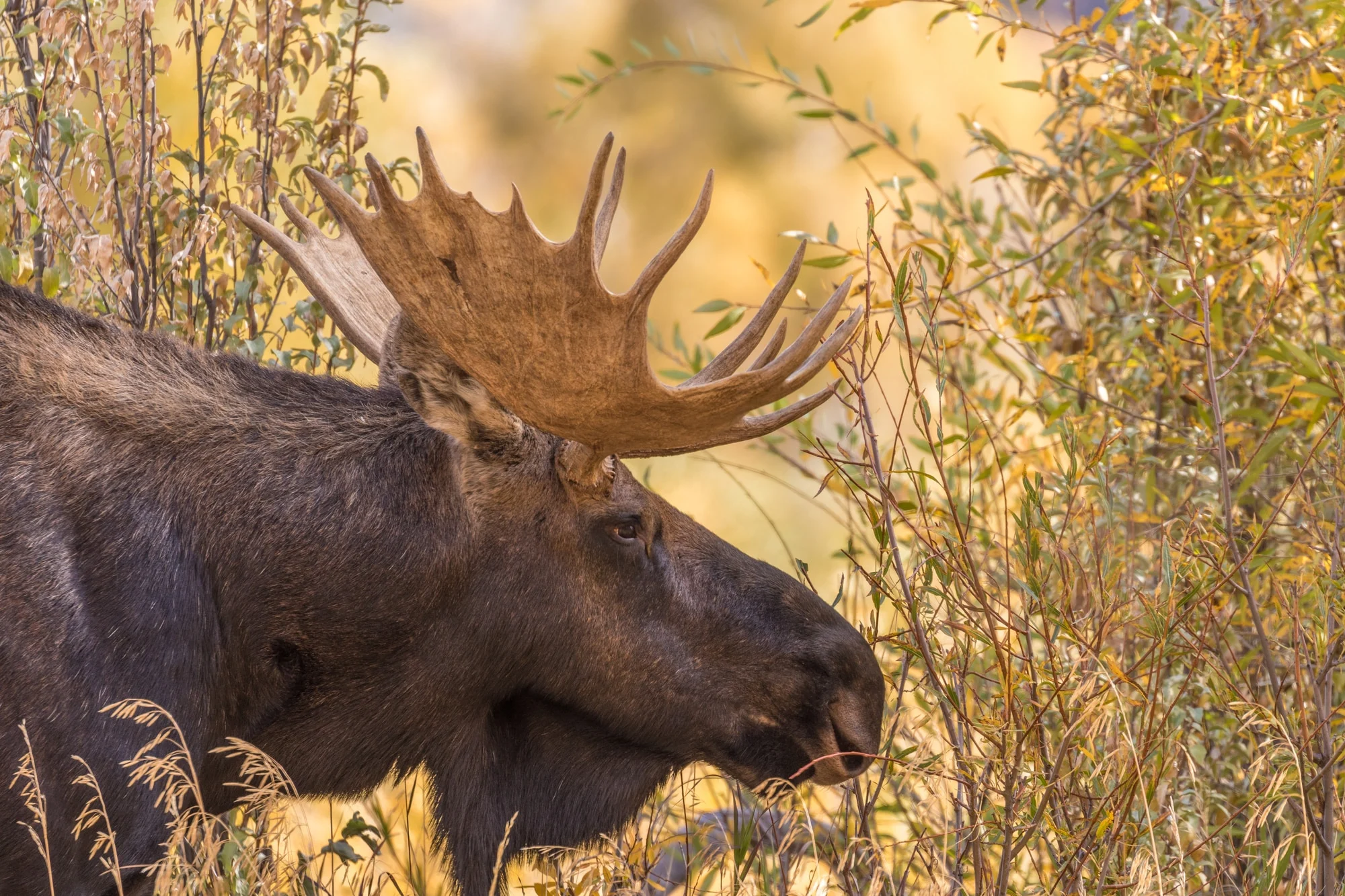 moose