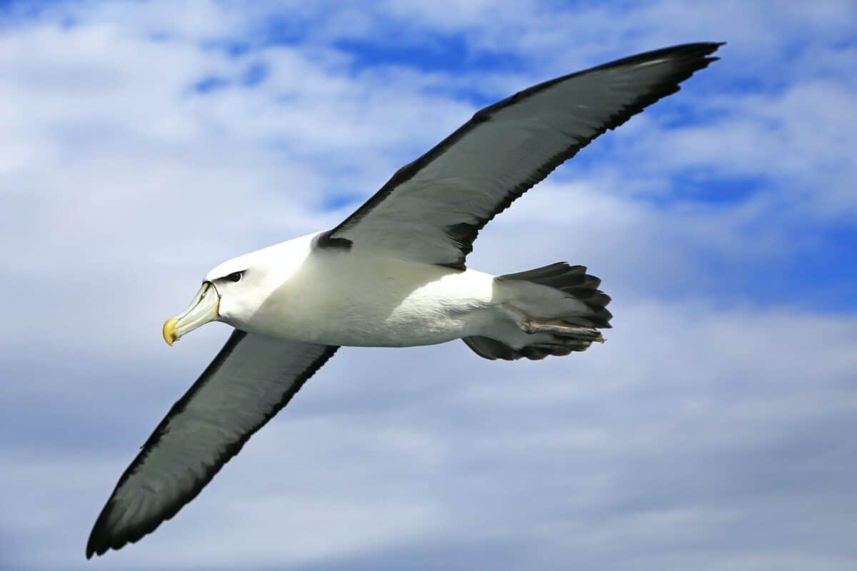 albatross the longest living species of bird