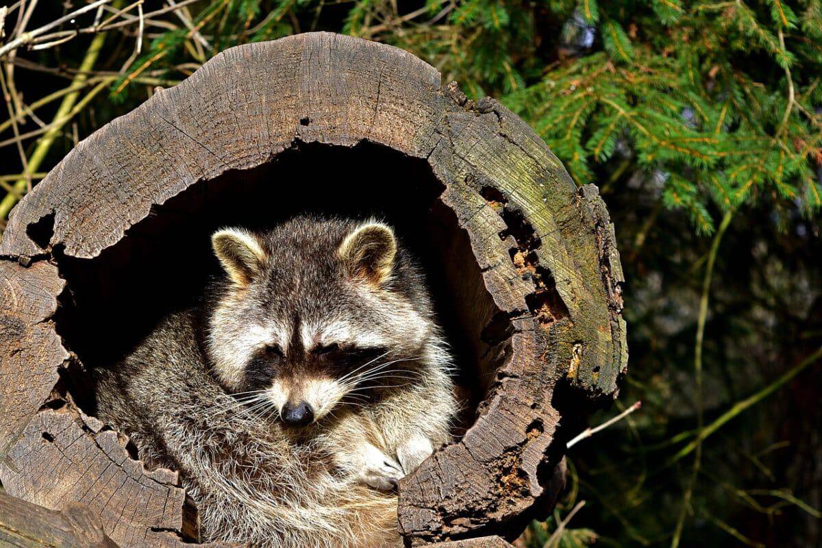 raccoon hiding in tree log