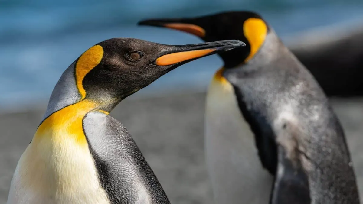 the largest colony of emperor penguins