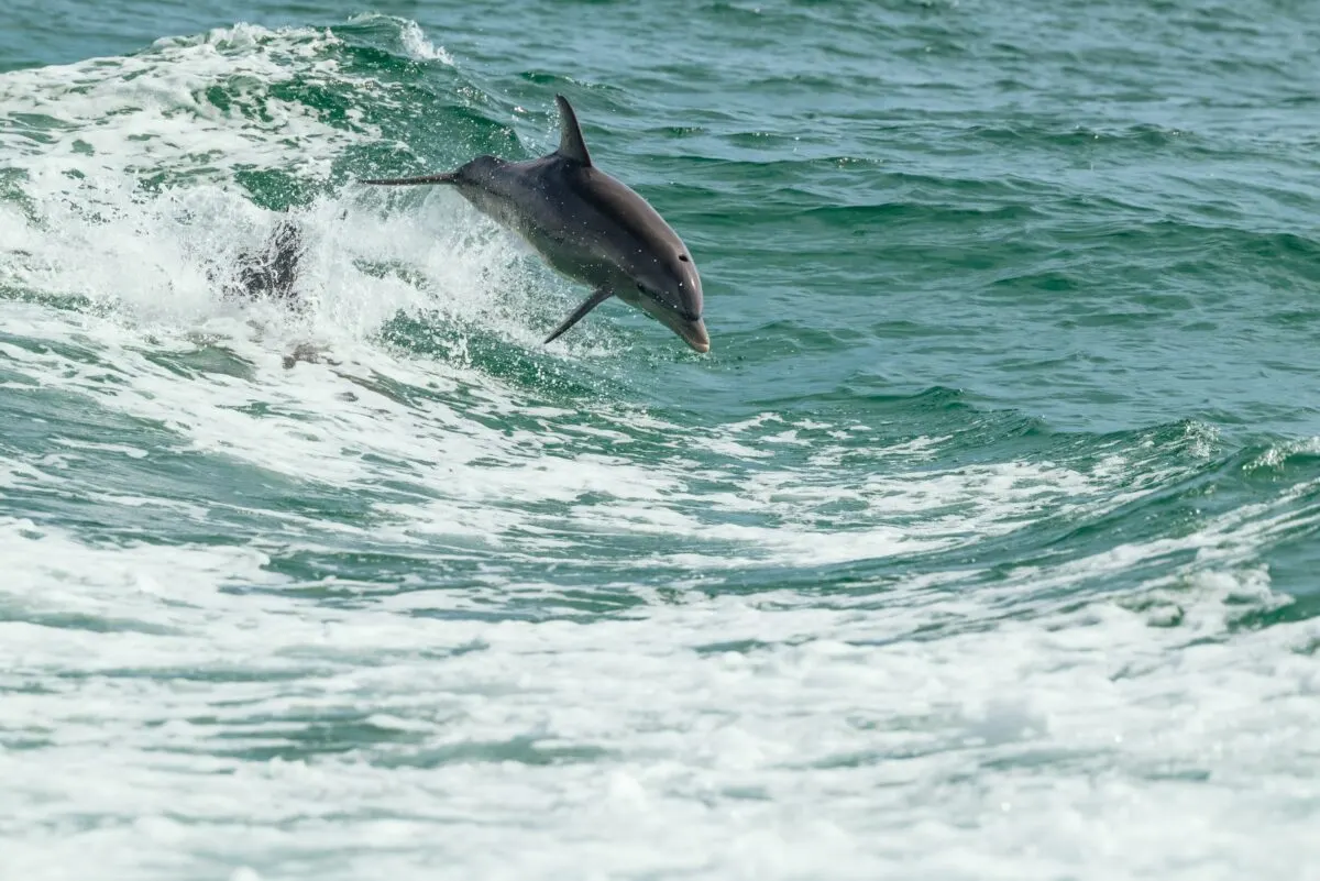 Dolphin's Playful Push Sends Paddleboarder Splashing