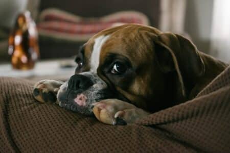 American Bulldog &ndash; Cute Ball of Fear