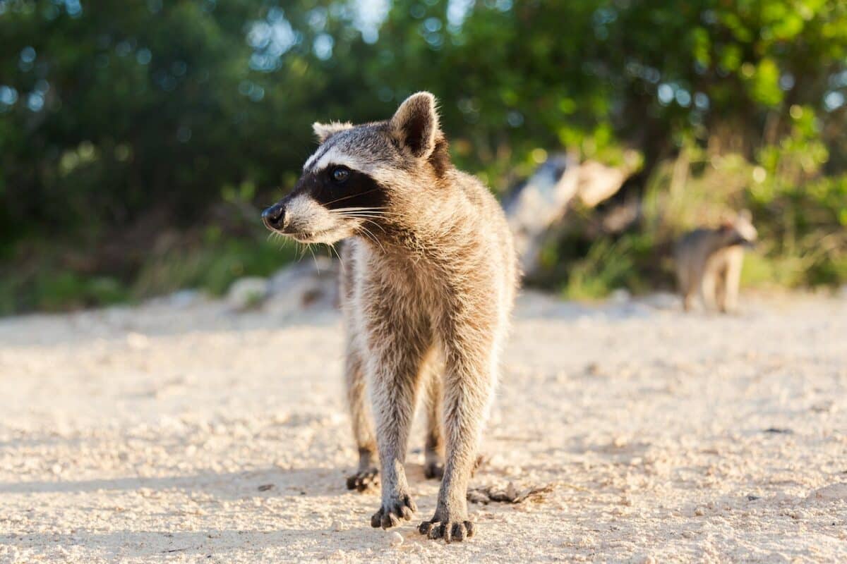 mom saves daughter from raccoon attack