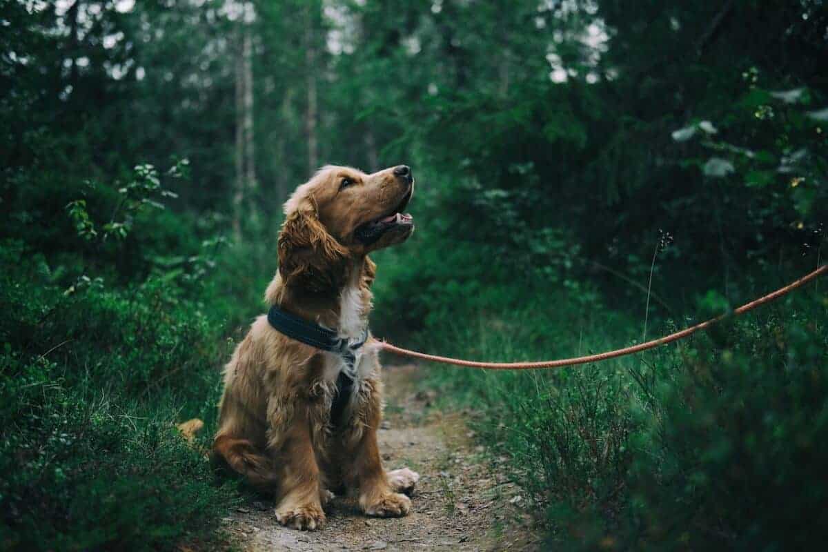 english cocker spaniel