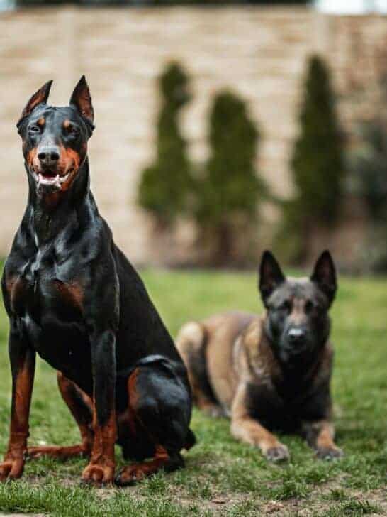 15 Dog Breeds Most Likely to Save Lives in Emergencies