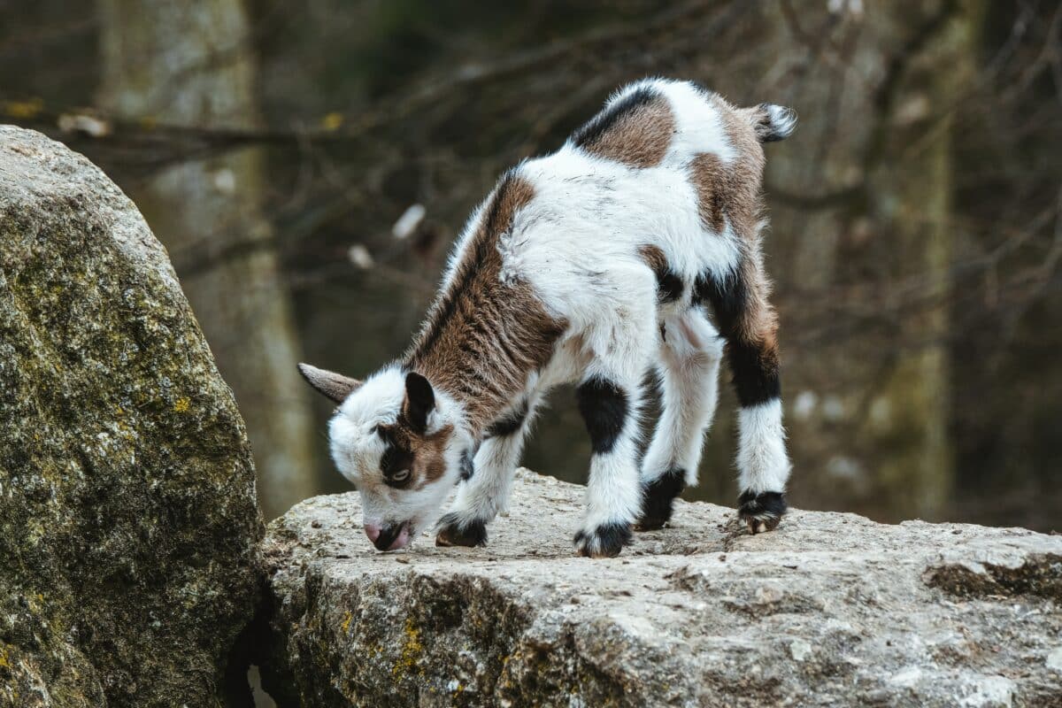 American Pygmy Goat 