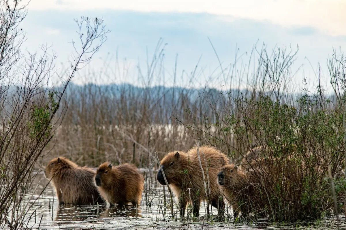 a herd of capybaras