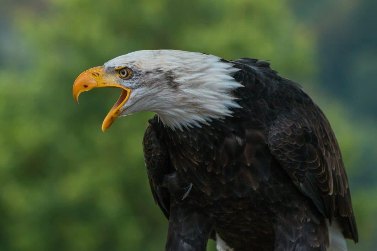 Bald Eagle Turns Wisconsin into Hunting Grounds