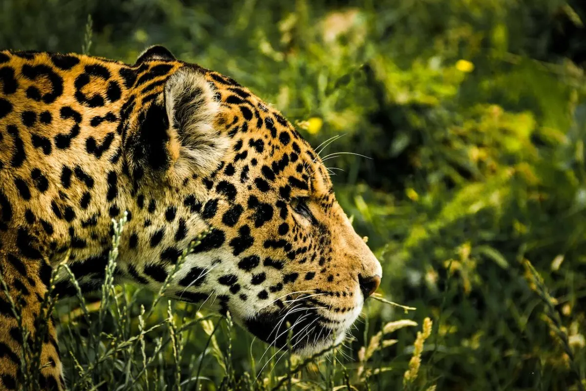 animals that enjoy drugs