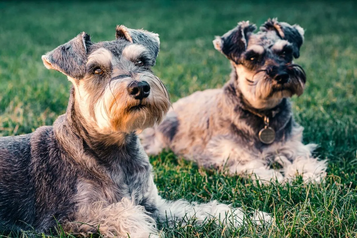 basset hound vs. miniature schnauzer