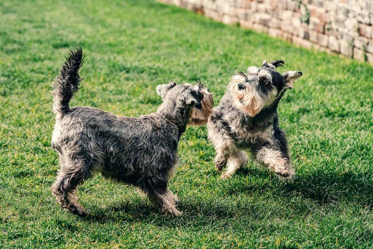 basset hound vs. miniature schnauzer