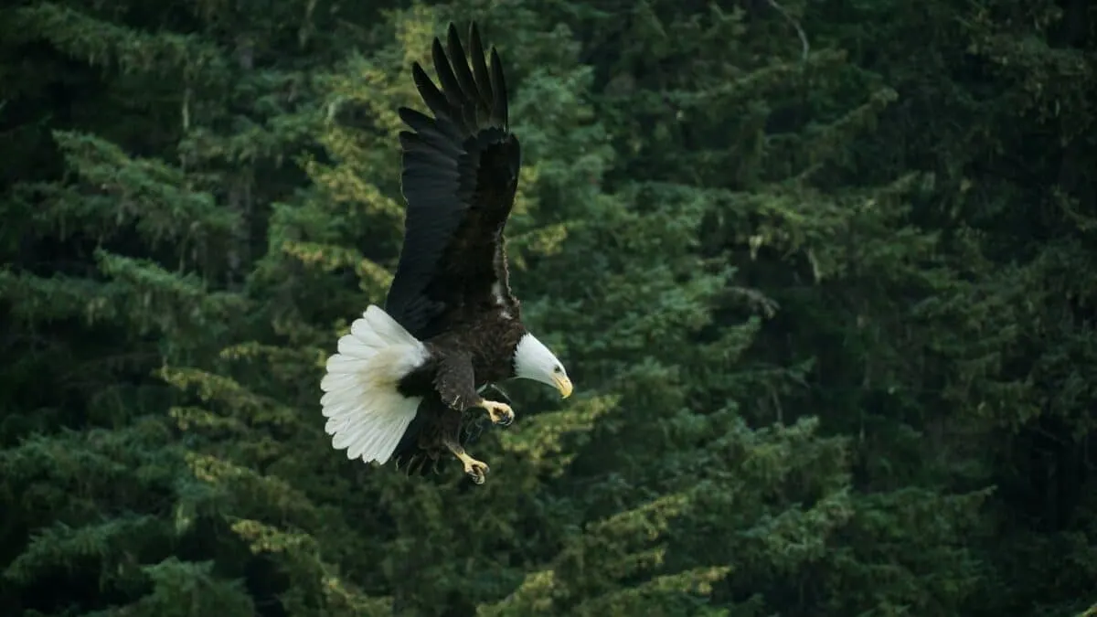 Bald Eagle Turns Wisconsin into Hunting Grounds