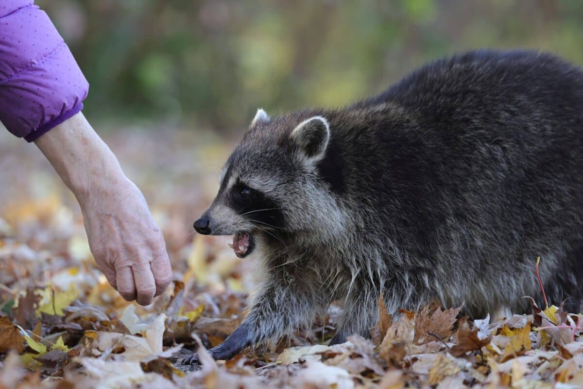 mom saves daughter from raccoon attack