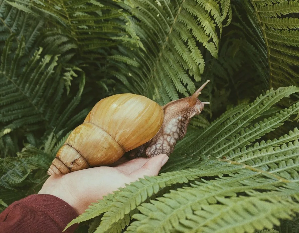 african giant snail