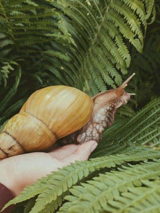 Discover the World’s Largest Land Snail