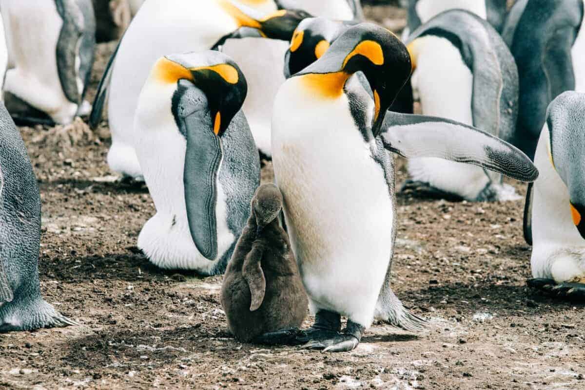 emperor penguin and chick 