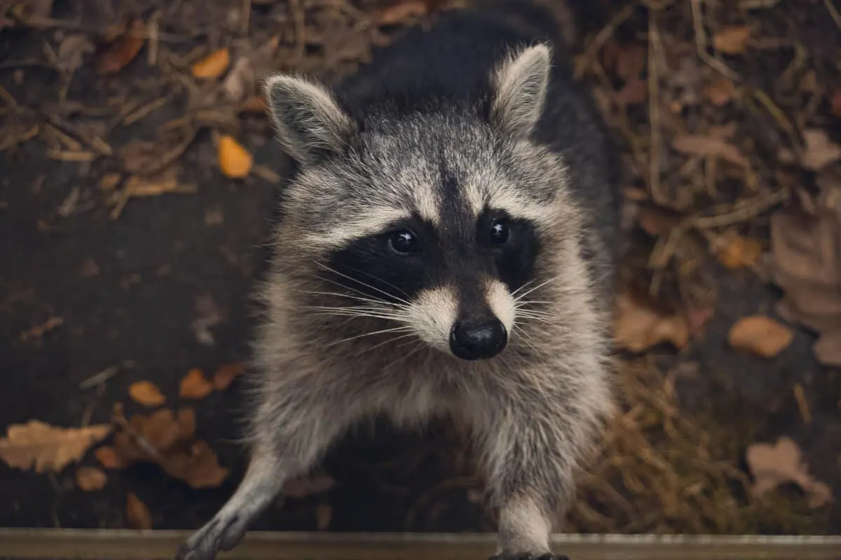 Raccoon