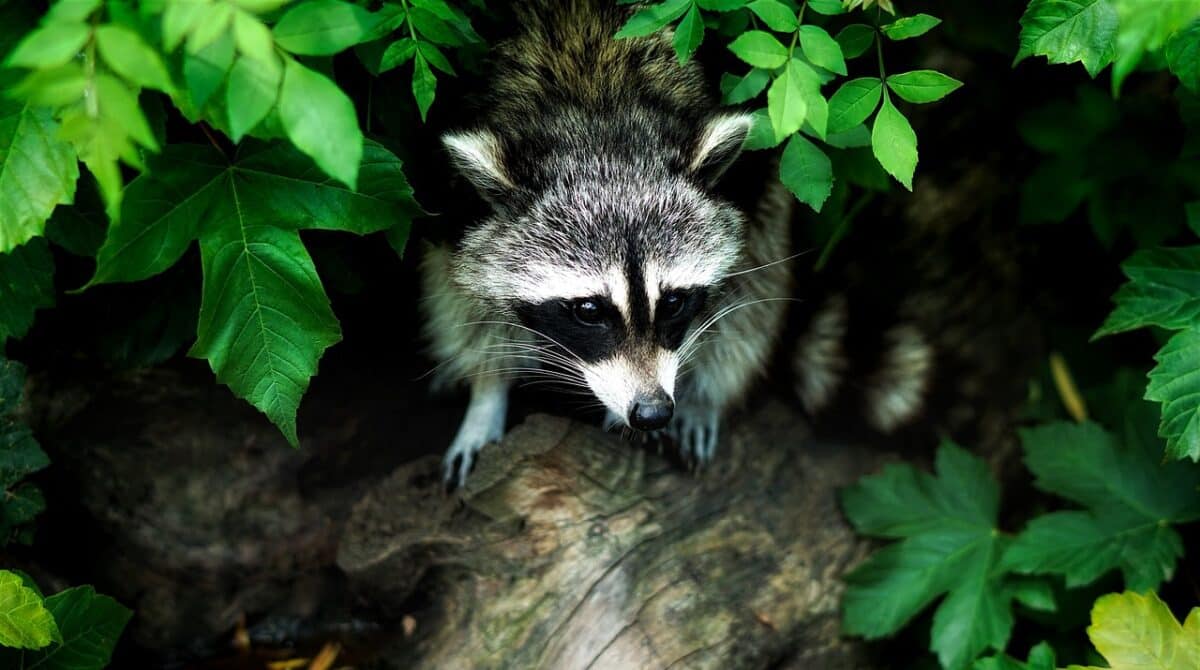 raccoon in the forest