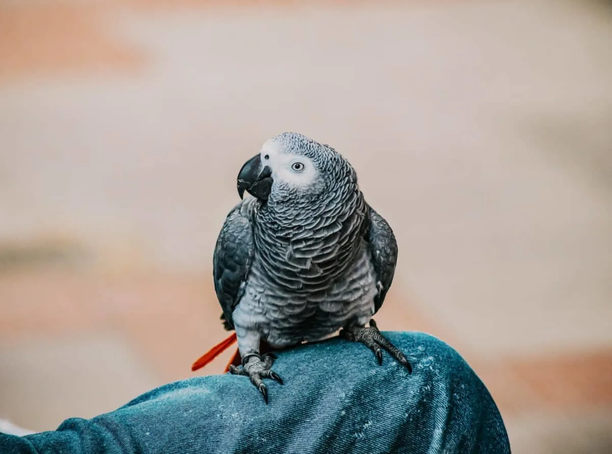 the most social and communicative bird species