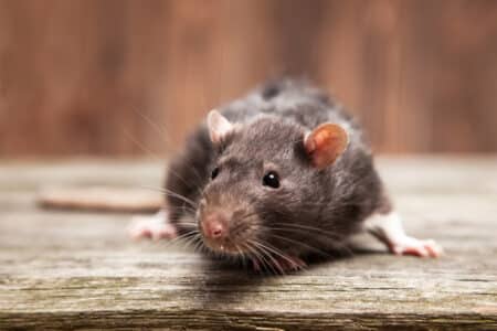 An Examination of Rat Poop