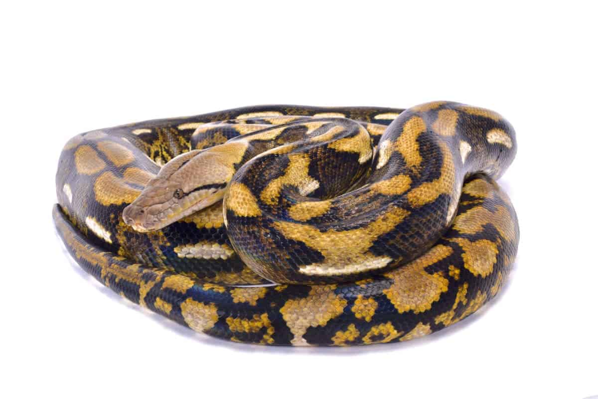 reticulated python