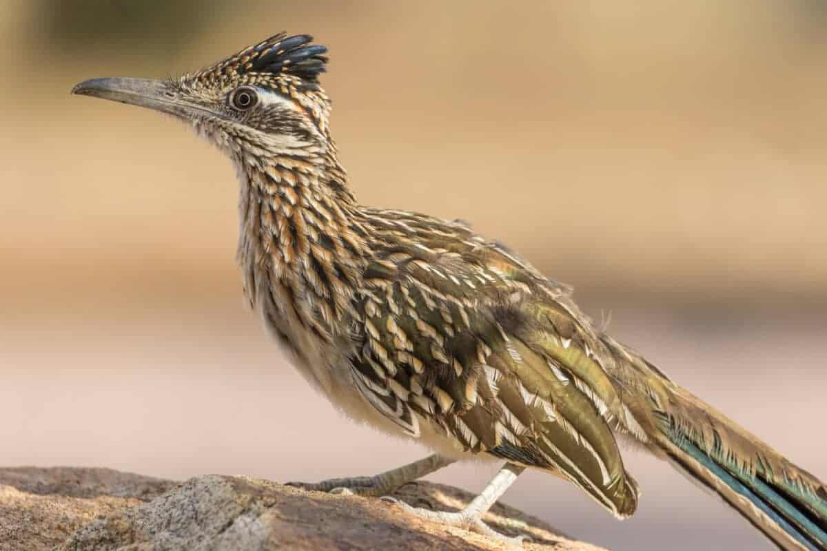 roadrunner