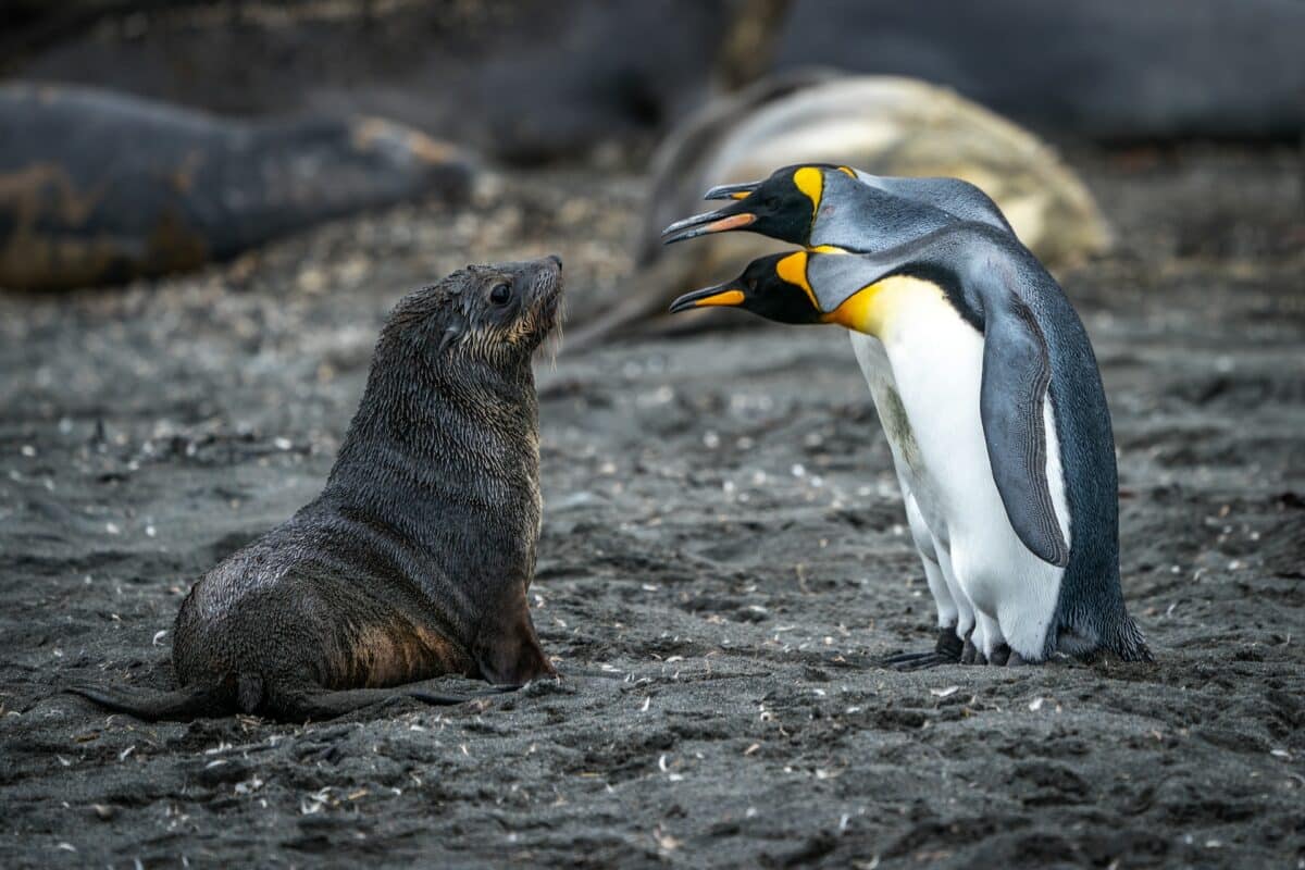 two emperor penguins and a seal