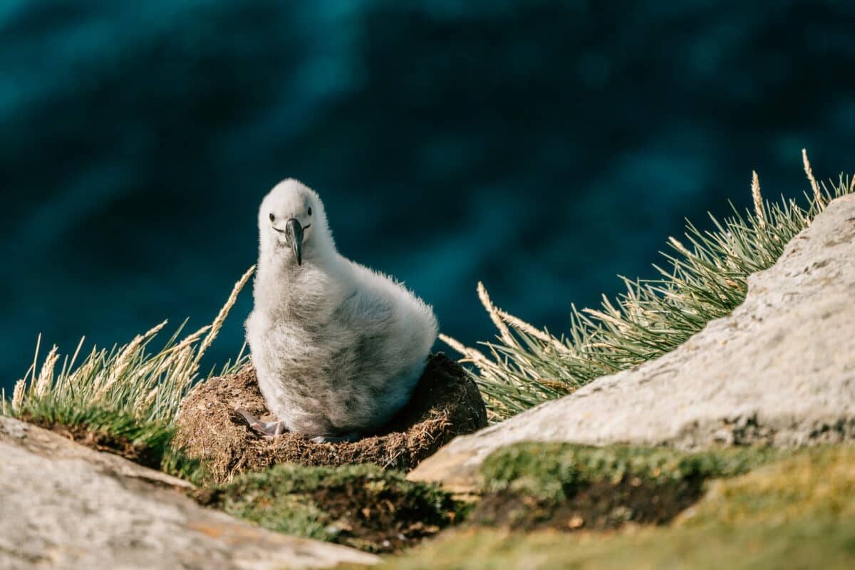 albatross chick