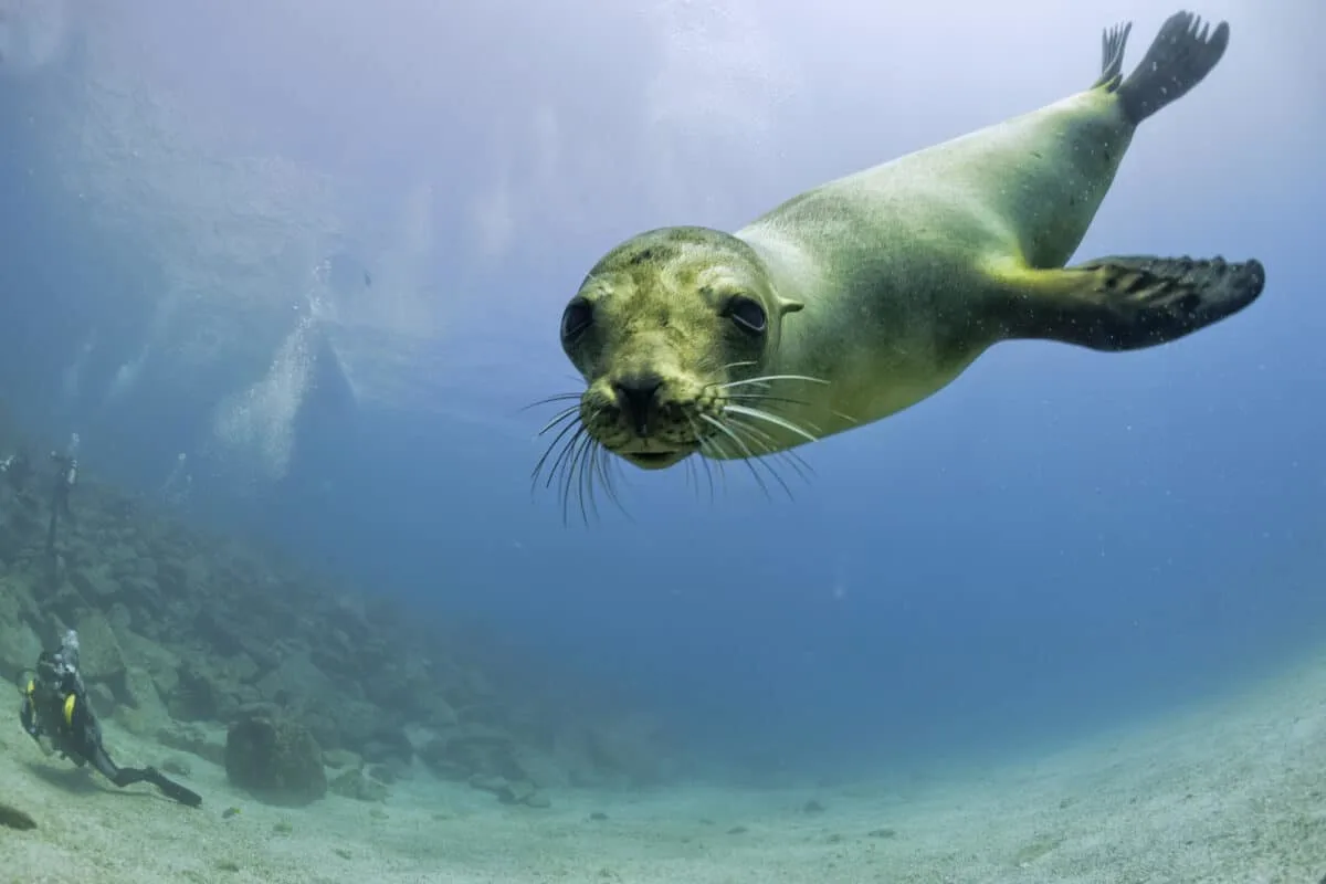 sea lion