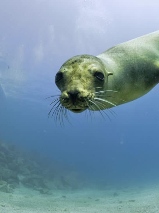Ocean Showdown: Sea Lion Darts Past Great White Shark