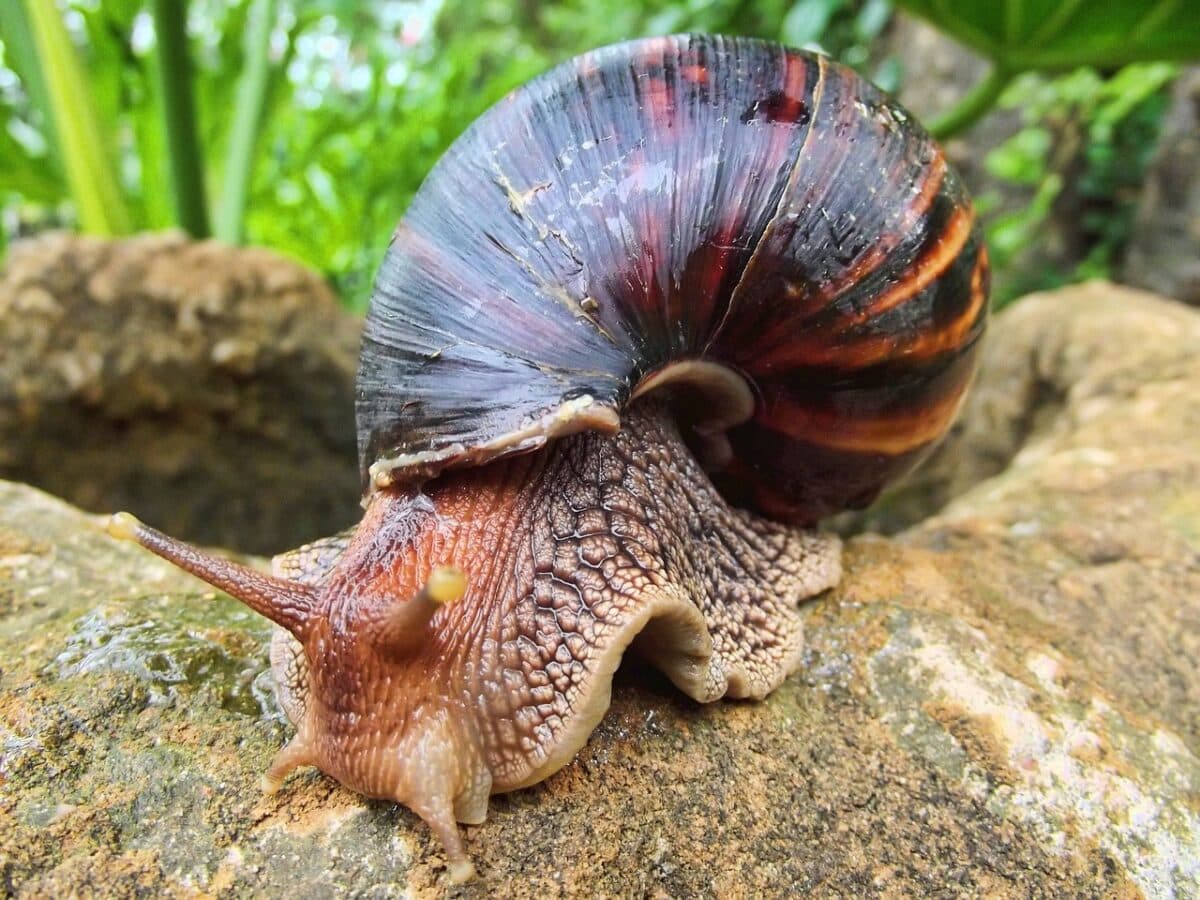 the world's largest land snail