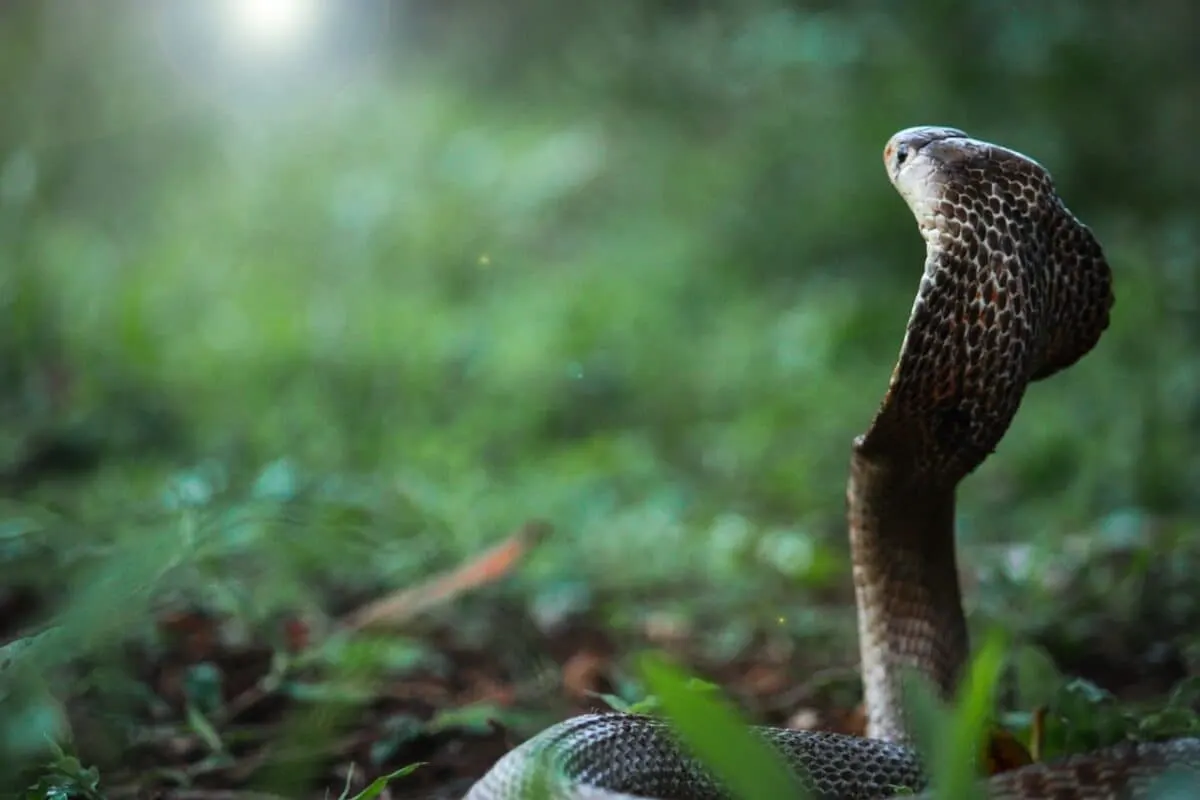 forest cobra