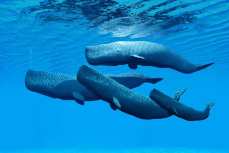 AI to Communicate With Whales?