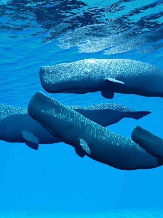 AI to Communicate With Whales?